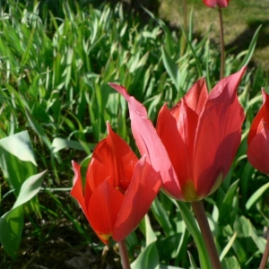 Photographie n°22955 du taxon Tulipa raddii Reboul [1822]