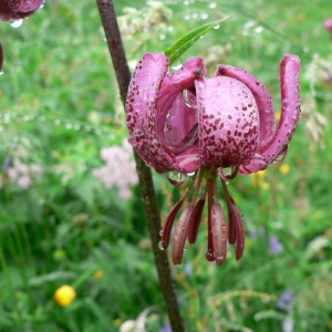 Photographie n°22959 du taxon Lilium martagon L.