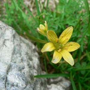 Photographie n°22960 du taxon Gagea fragifera (Vill.) E.Bayer & G.López [1989]