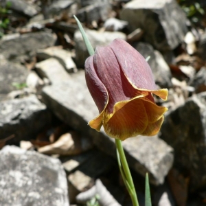 Photographie n°22966 du taxon Fritillaria nigra Mill. [1768]