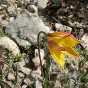 Photographie n°22967 du taxon Tulipa sylvestris subsp. australis (Link) Pamp. [1914]