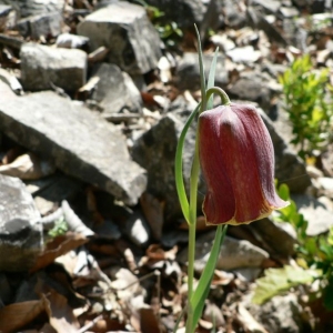 Photographie n°22968 du taxon Fritillaria nigra Mill. [1768]