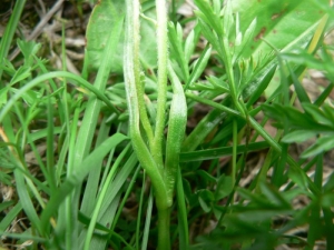 Mathieu MENAND, le  7 juin 2008 (Oô)