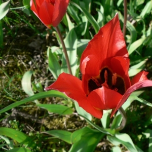 Photographie n°22971 du taxon Tulipa raddii Reboul [1822]