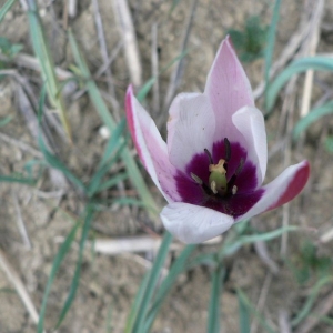 Photographie n°22974 du taxon Tulipa clusiana DC. [1804]