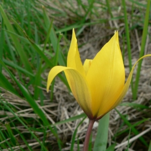 Photographie n°22975 du taxon Tulipa sylvestris subsp. sylvestris