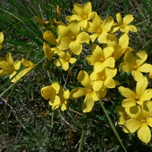 Photographie n°22976 du taxon Linum campanulatum L. [1753]