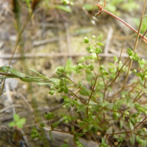 Photographie n°22983 du taxon Radiola linoides Roth