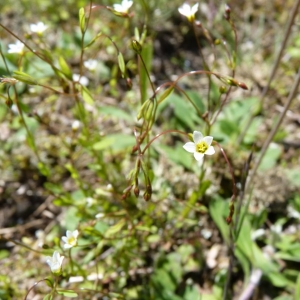 Photographie n°22984 du taxon Linum catharticum L. [1753]