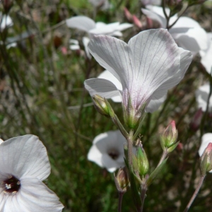 Photographie n°22988 du taxon Linum suffruticosum subsp. appressum (Caball.) Rivas Mart. [1978]