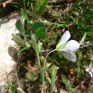 Photographie n°22991 du taxon Linum bienne Mill. [1768]