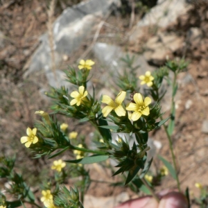 Photographie n°22995 du taxon Linum strictum L.