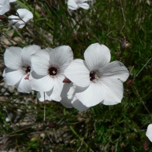 Photographie n°22997 du taxon Linum suffruticosum subsp. appressum (Caball.) Rivas Mart. [1978]