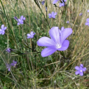 Photographie n°23000 du taxon Linum narbonense L. [1753]