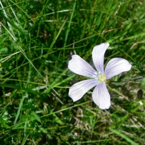 Linum alpinum subsp. julicum (Hayek) Hegi (Lin des Alpes juliennes)