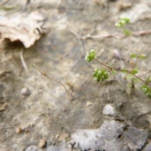 Photographie n°23004 du taxon Radiola linoides Roth