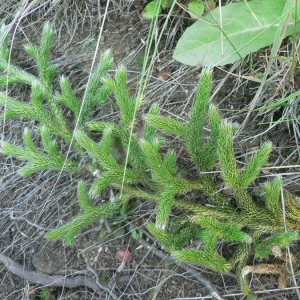 Photographie n°23015 du taxon Lycopodium clavatum L. [1753]