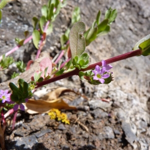 Photographie n°23028 du taxon Lythrum hyssopifolia L. [1753]