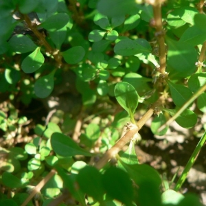 Photographie n°23030 du taxon Lythrum portula (L.) D.A.Webb