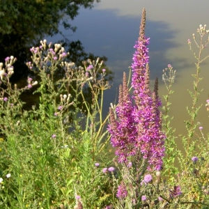 Photographie n°23031 du taxon Lythrum salicaria L.