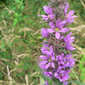 Photographie n°23033 du taxon Lythrum salicaria L.