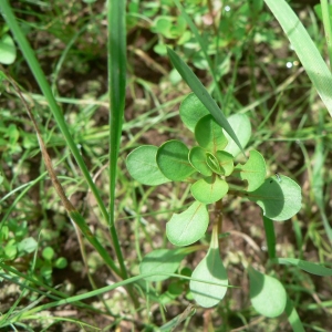 Photographie n°23035 du taxon Lythrum portula (L.) D.A.Webb [1967]