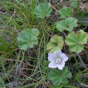 Photographie n°23053 du taxon Malva neglecta Wallr. [1824]