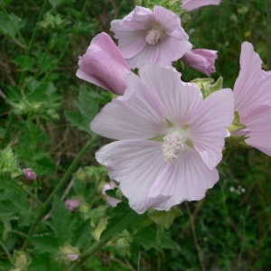 Photographie n°23064 du taxon Malva alcea L. [1753]