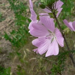 Photographie n°23065 du taxon Malva moschata L. [1753]