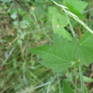 Photographie n°23066 du taxon Malva alcea L.