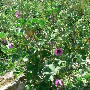 Photographie n°23070 du taxon Lavatera arborea L. [1753]