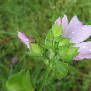 Photographie n°23072 du taxon Malva alcea L.