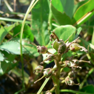 Photographie n°23082 du taxon Menyanthes trifoliata L. [1753]