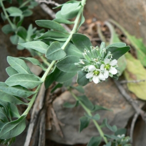 Telephium imperati L. (Téléphium d'Imperato)