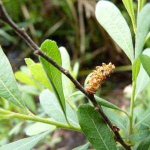Angeia palustris Tidestr. (Galé odorant)