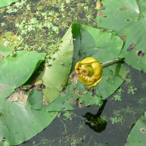 Photographie n°23111 du taxon Nuphar lutea (L.) Sm. [1809]