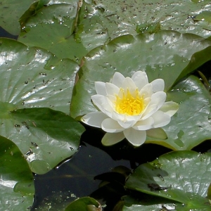 Photographie n°23116 du taxon Nymphaea alba L. [1753]