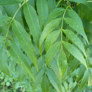 Photographie n°23120 du taxon Fraxinus excelsior L. [1753]