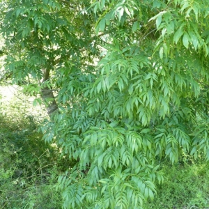 Photographie n°23121 du taxon Fraxinus excelsior L. [1753]