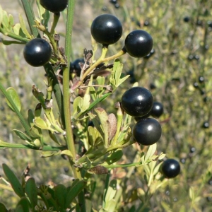 Photographie n°23123 du taxon Jasminum fruticans L. [1753]