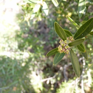 Photographie n°23129 du taxon Phillyrea angustifolia L. [1753]