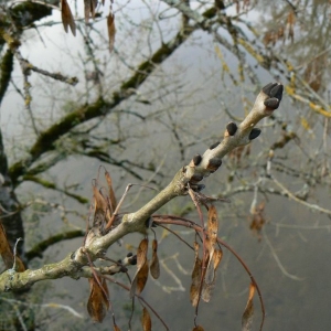 Photographie n°23131 du taxon Fraxinus excelsior L. [1753]