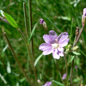 Photographie n°23145 du taxon Epilobium palustre L. [1753]