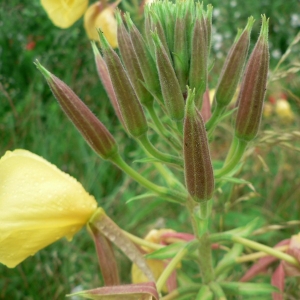 Photographie n°23152 du taxon Oenothera glazioviana Micheli [1875]
