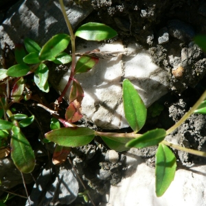 Photographie n°23153 du taxon Epilobium anagallidifolium Lam. [1786]