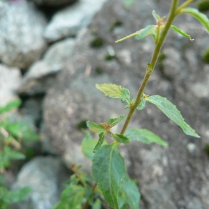 Photographie n°23154 du taxon Epilobium collinum C.C.Gmel. [1826]