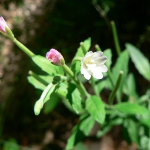 Epilobium roseum Schreb. (Épilobe à fleurs roses)