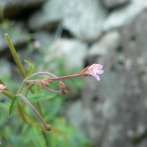 Photographie n°23161 du taxon Epilobium collinum C.C.Gmel. [1826]