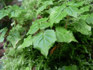 Mathieu MENAND, le 23 juillet 2007 (Arbas)