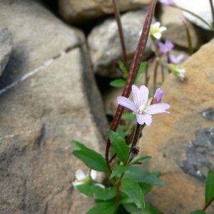 Epilobium alpinum sensu auct. plur. (Épilobe à feuilles de mouron)